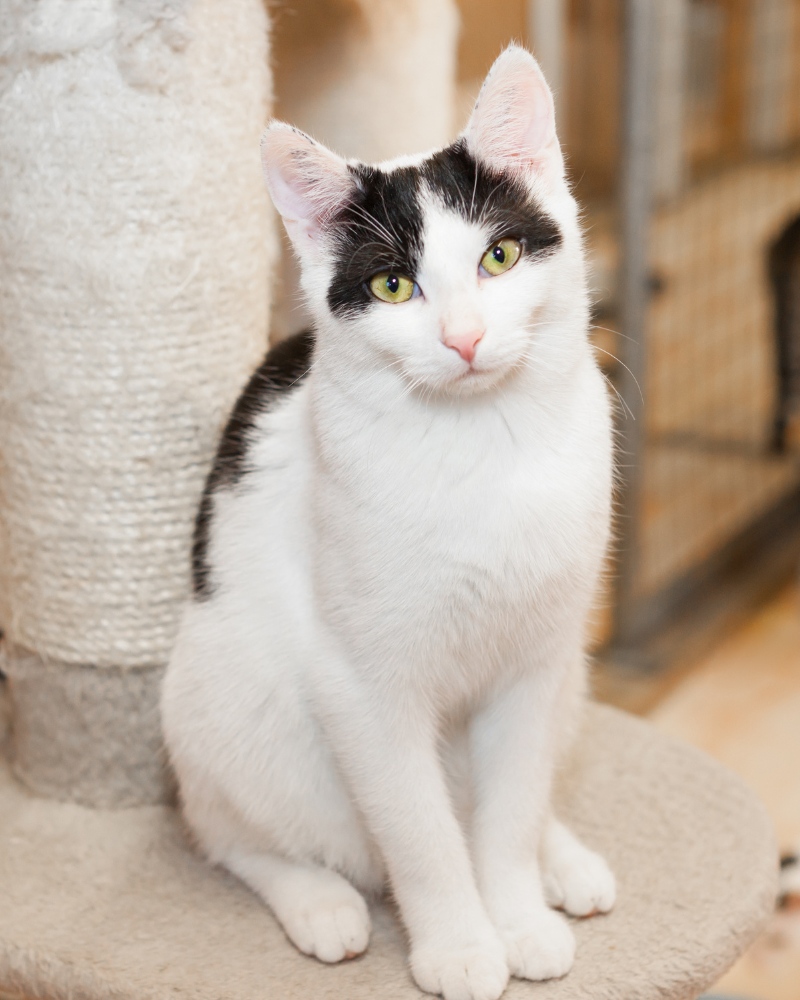 A black and white cat perched on a cat tree