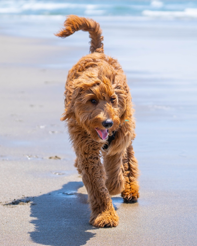 A brown dog joyfully running along the sandy beach