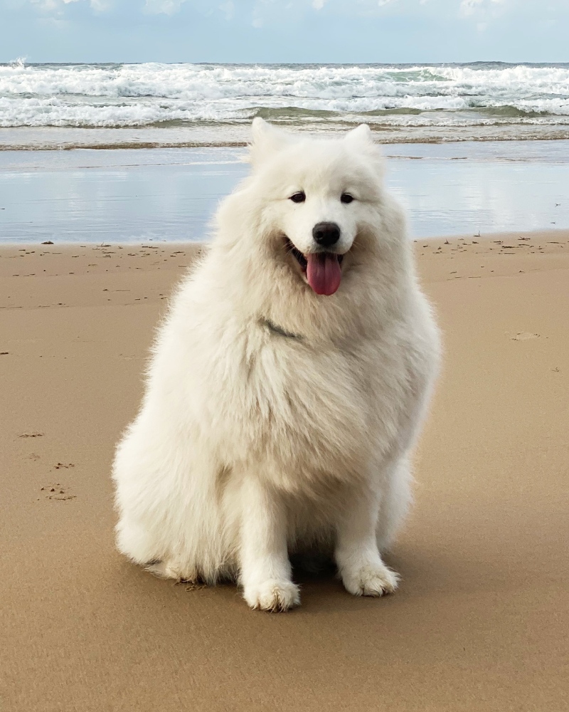 A white dog joyfully sitting on the beach