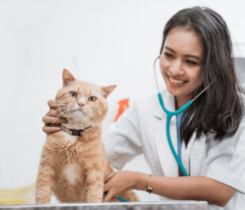 About South Haven Animal Hospital Vet In South Haven, MI