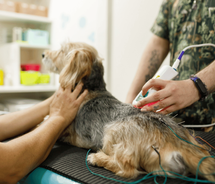 A veterinarian conducts a health assessment on a dog