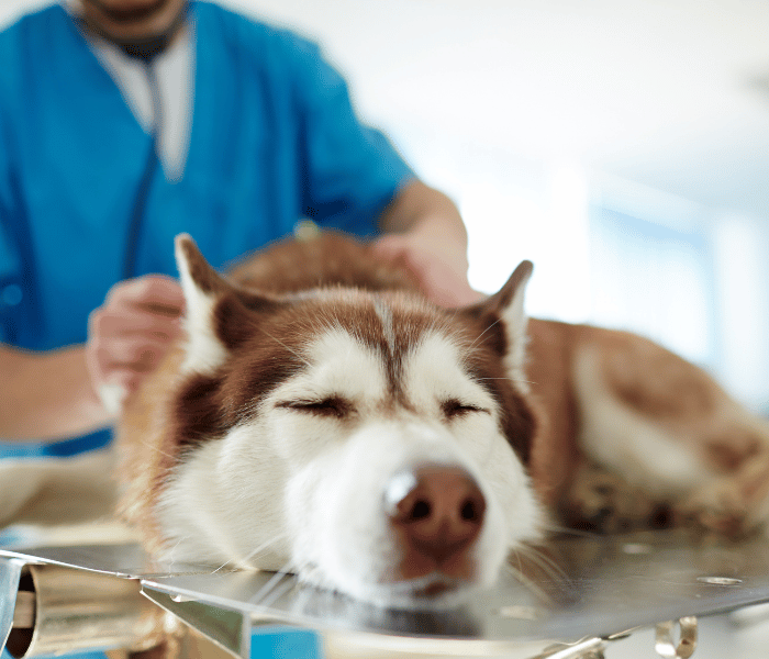 A veterinarian is intently inspecting a dog