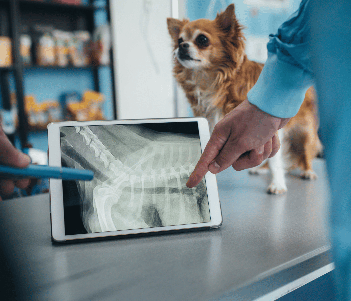 A veterinarian conducts a health examination on a dog