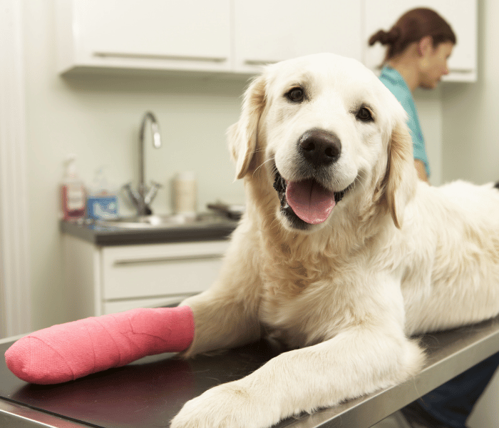 A dog wearing a cast on its leg