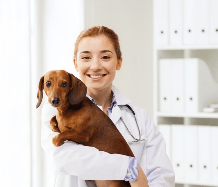 A veterinarian holding a brown dog in a clinic.